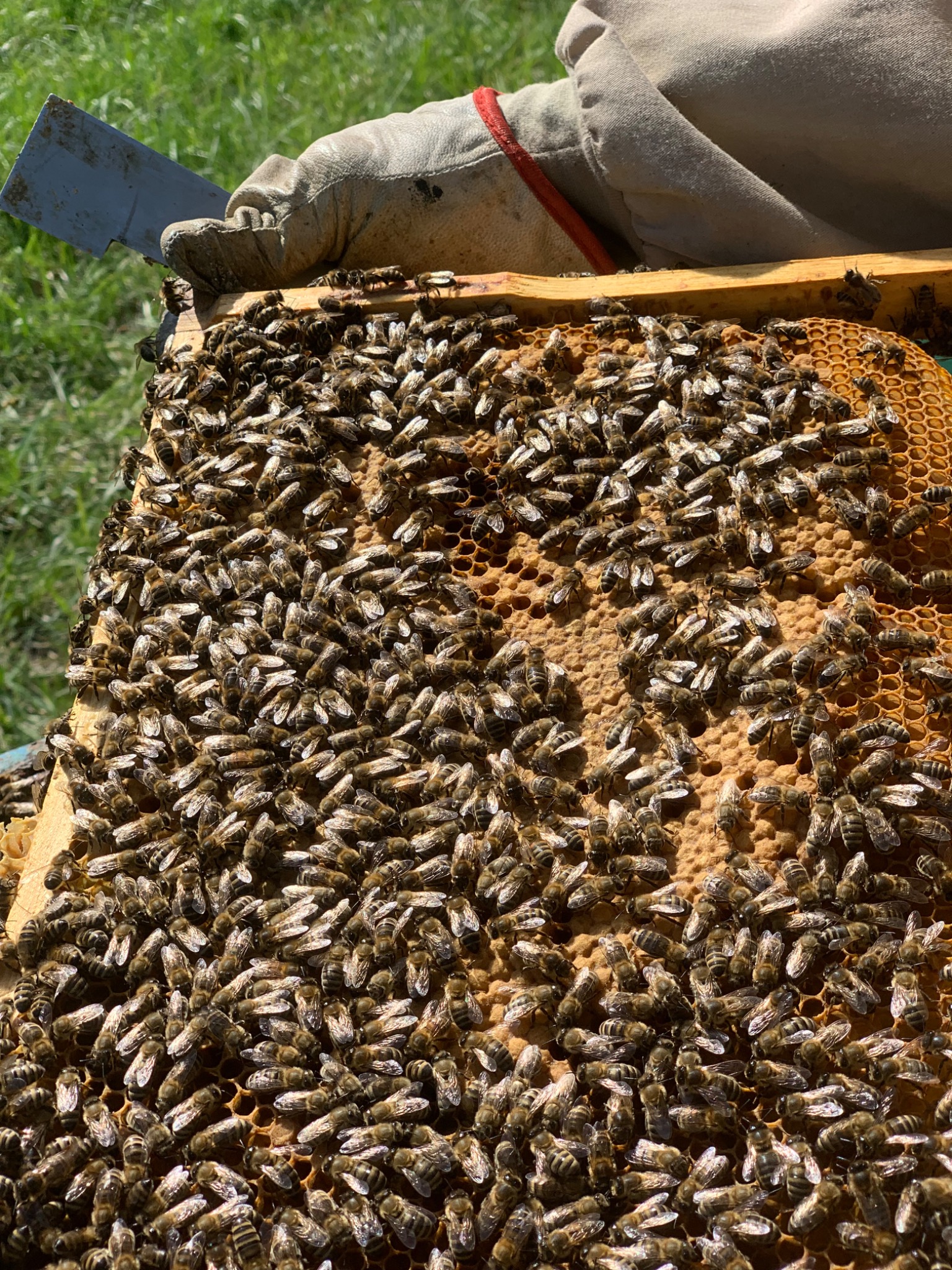 Ramka ula pełna pszczół, z widoczną ręką pszczelarza w rękawicy i narzędziem pszczelarskim w tle, na tle zielonej trawy.