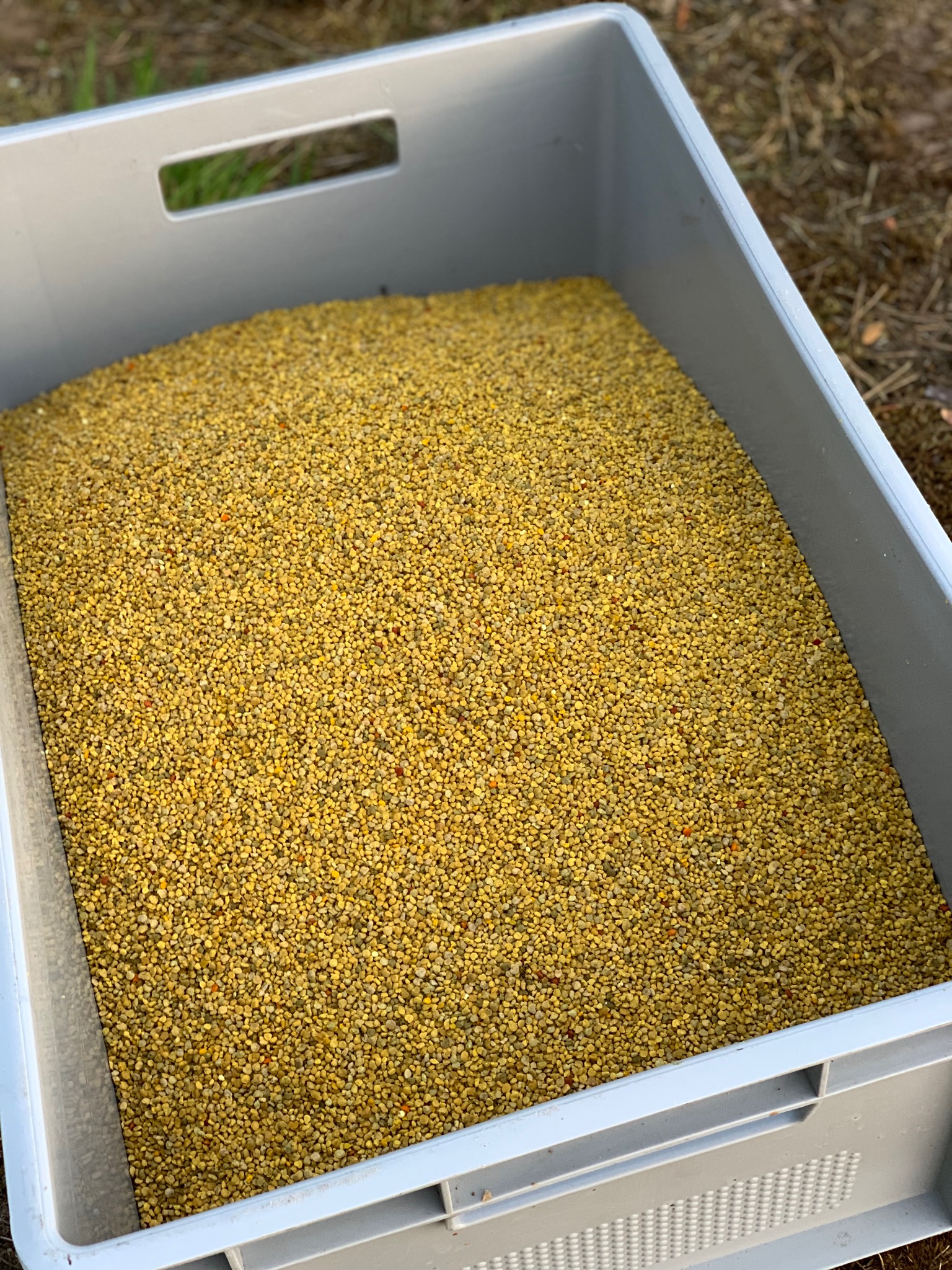 Pyłek pszczeli w hurcie w wiadrach oraz pakowany po pół kilo