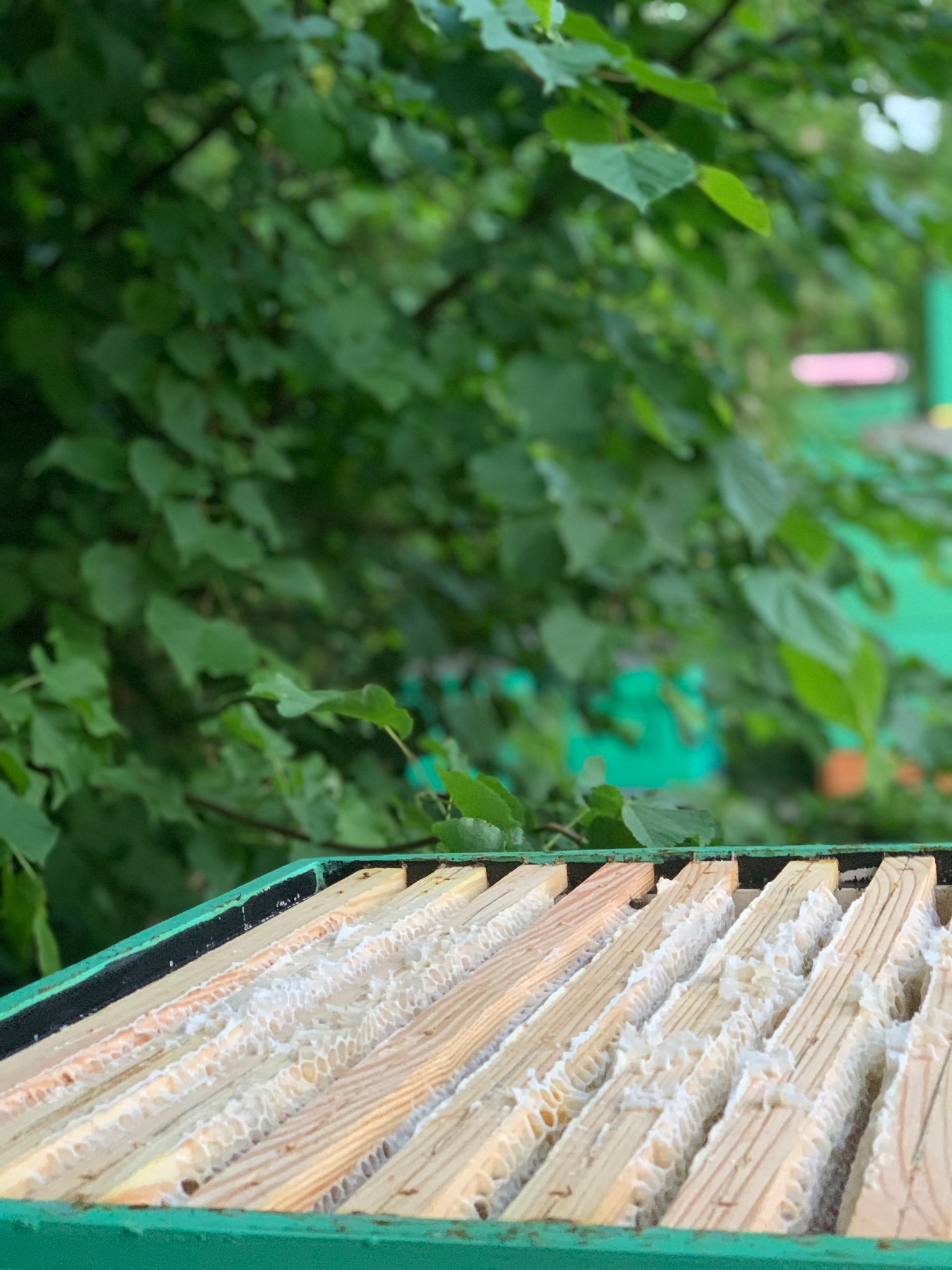 Otwarta rama ula z wypełnionymi plastrami wosku na tle zieleni drzew