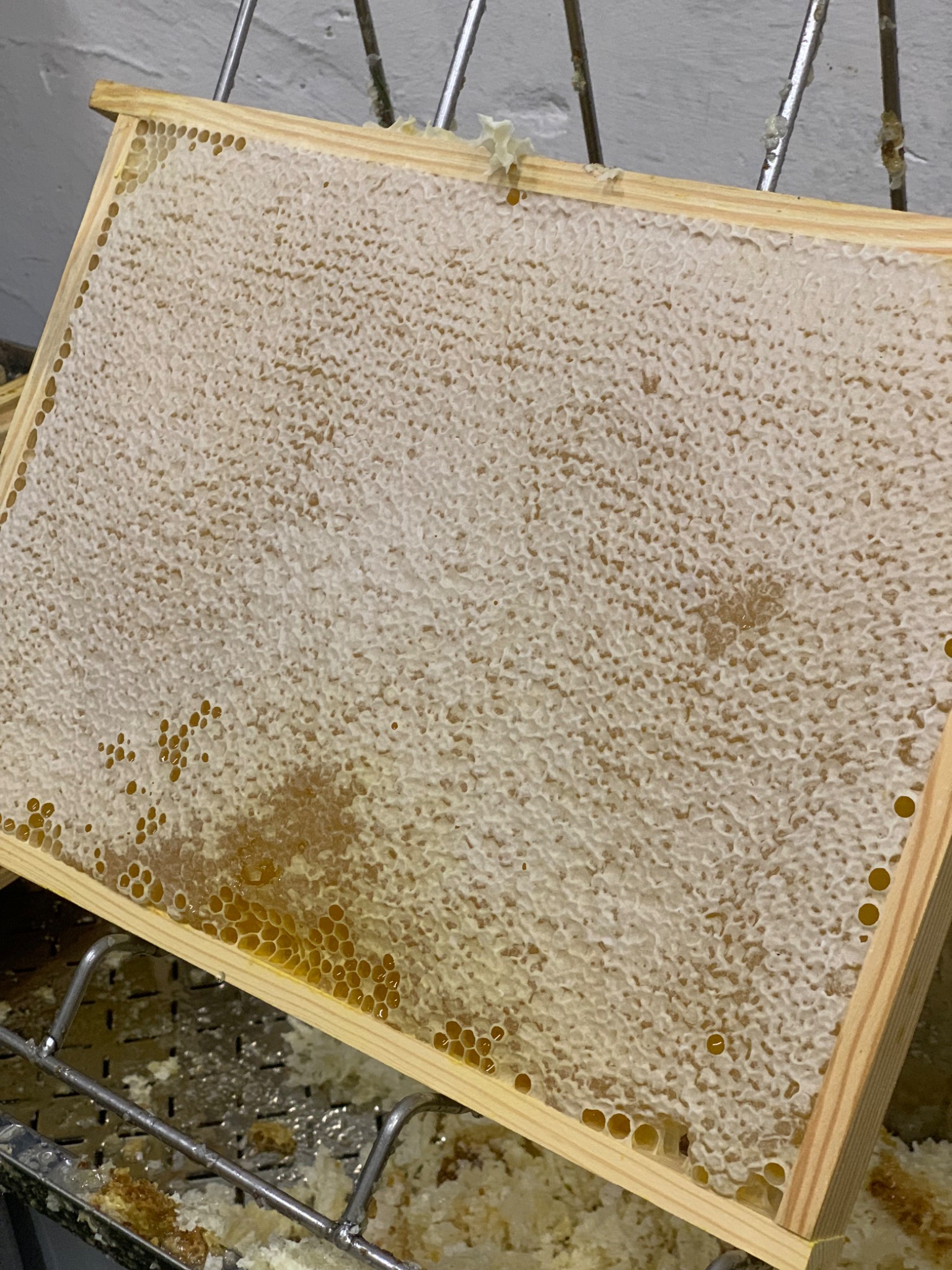 Pierwsze zbiory miod rzepakowy