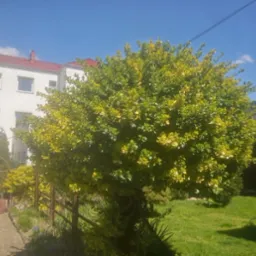 Krzew o kulistym kształcie z zielono-żółtymi liśćmi, rosnący w przydomowym ogrodzie, widoczny z bliska na tle budynku z czerwoną dachówką i błękitnego nieba.