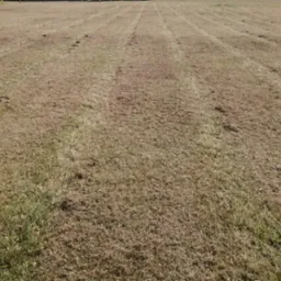 Pole trawy po koszeniu, z widocznymi śladami po kosiarce i resztkami skoszonej trawy.