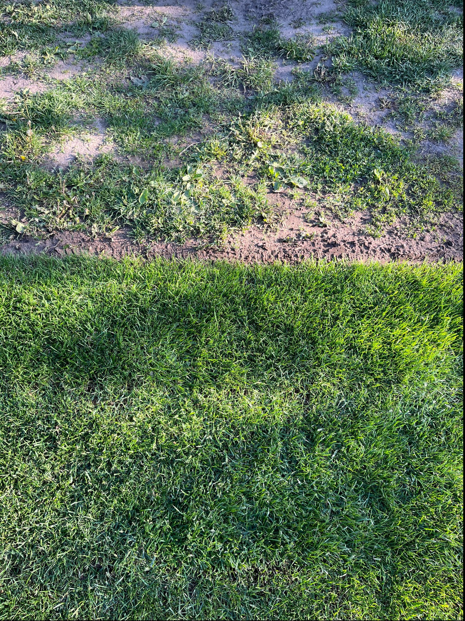 Trawa z rolki - od razu oko cieszy się na widok takiej ładnej trawy.