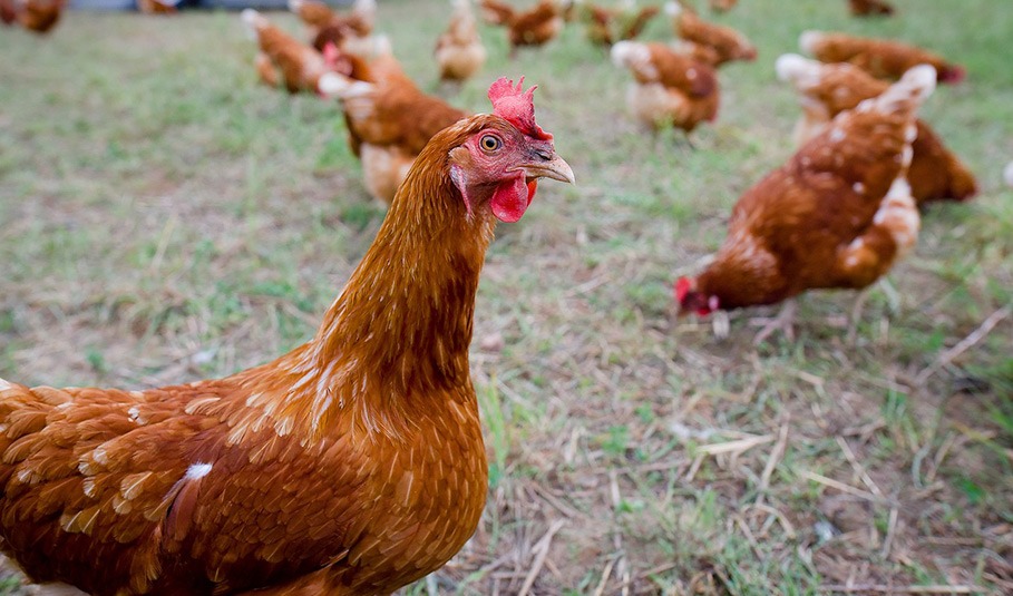 Kura rasy Rhode Island Red na pastwisku, z widocznym czerwonym grzebieniem i wolem, otoczona przez inne kury grzebiące w trawie.