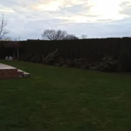 Rozległy trawnik z równo przyciętą trawą, obrzeża z krzewów i wysoki żywopłot z tui w tle, widoczne schody z kostki brukowej prowadzące do tarasu.