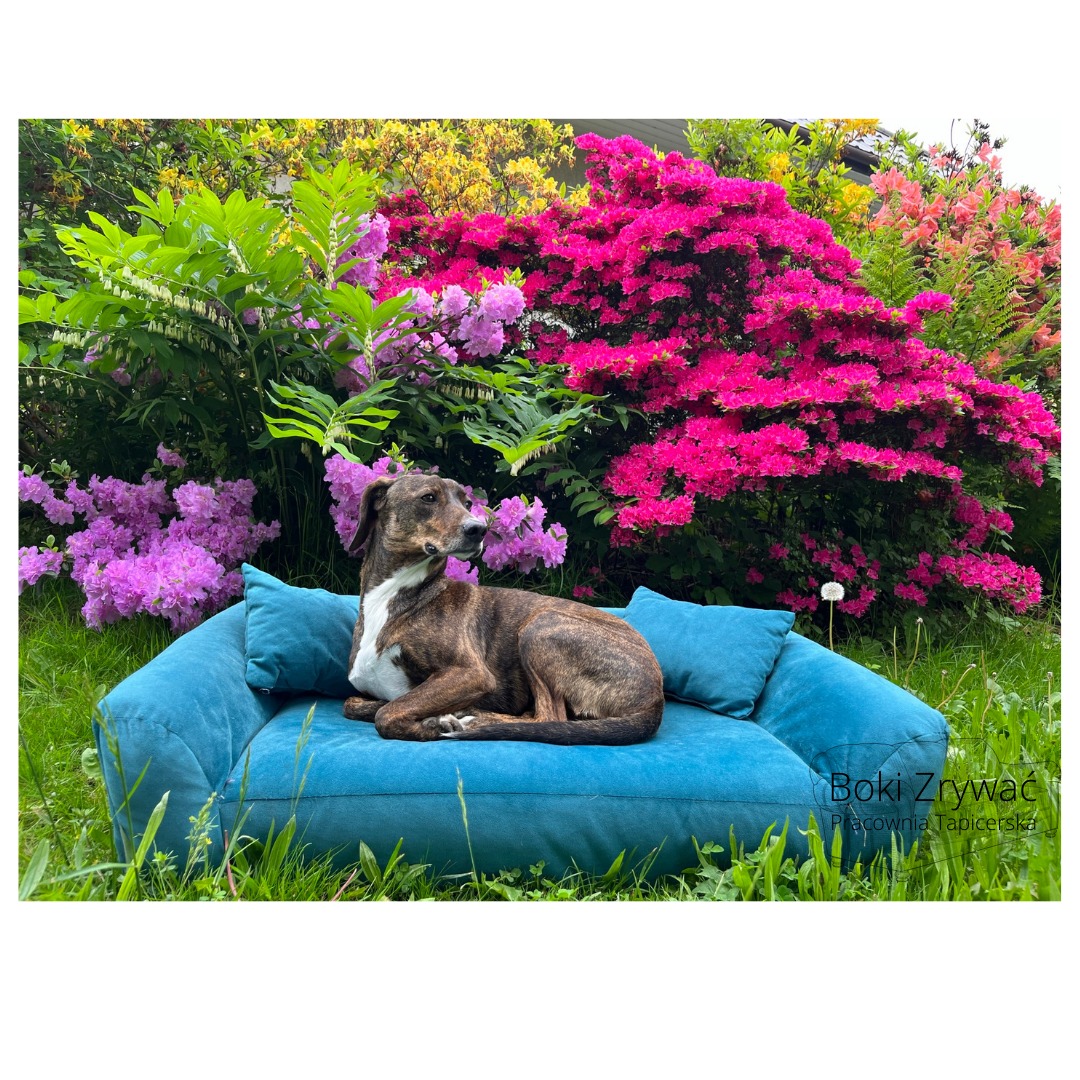 Brązowy pies z białą klatką piersiową leży na turkusowej, tapicerowanej kanapie dla zwierząt na tle kwitnących azalii i zielonej trawy.