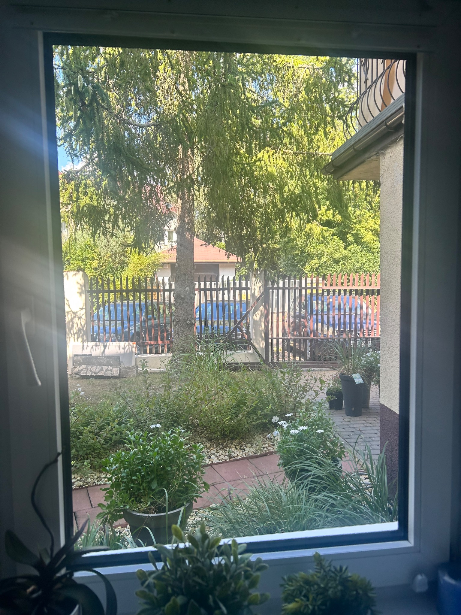Widok z okna na ogród z drzewem iglastym, metalowym ogrodzeniem i zaparkowanymi samochodami. Na parapecie doniczki z roślinami. Widoczny refleks światła na szybie.