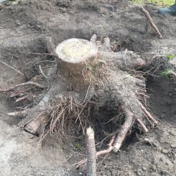Wykopywanie korzenia od świerka