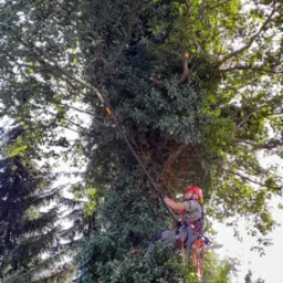 Usuwanie gałęzi nad płotem oraz nachodzących na budynek