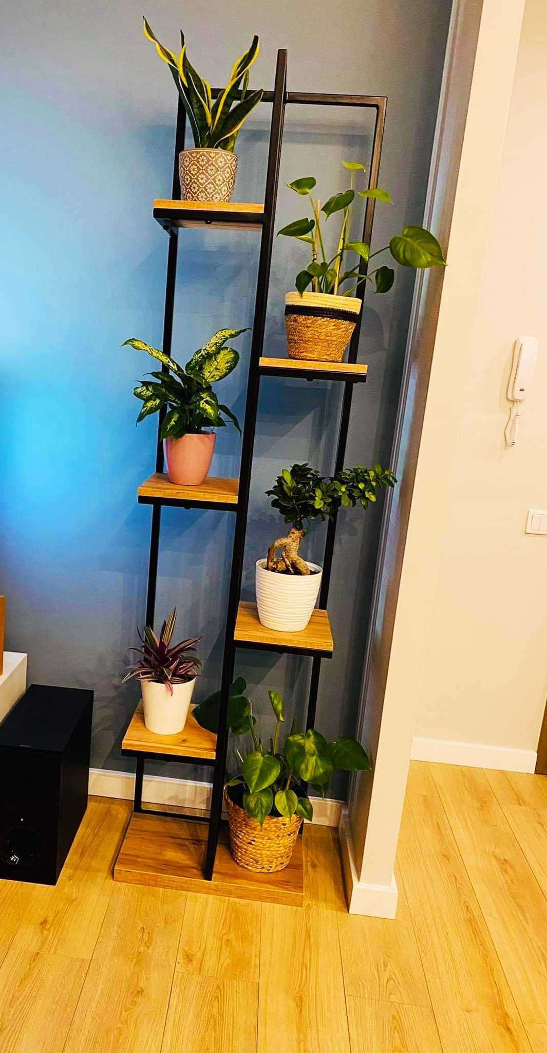 Metalowy regał drabinkowy z drewnianymi półkami, na których ustawione są różne rośliny doniczkowe w ozdobnych osłonkach, na tle niebieskiej ściany.