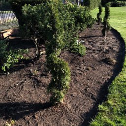 Wycinka drzew Toruń 2