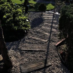 Wycinka drzew Toruń 1