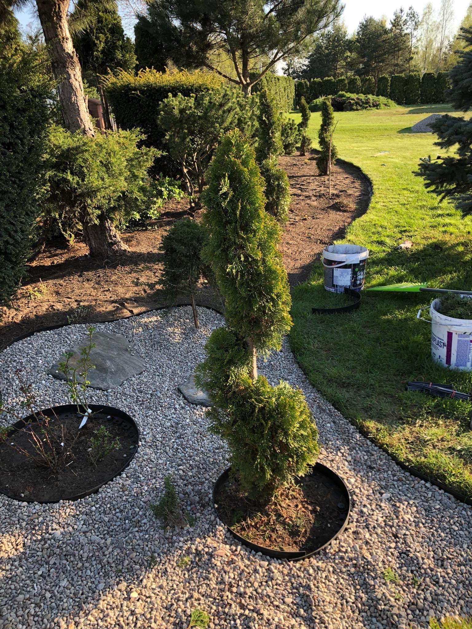 Spiralnie formowana tuja w ogrodzie z kamiennym podłożem, widoczne obrzeża rabat, trawnik i inne rośliny.