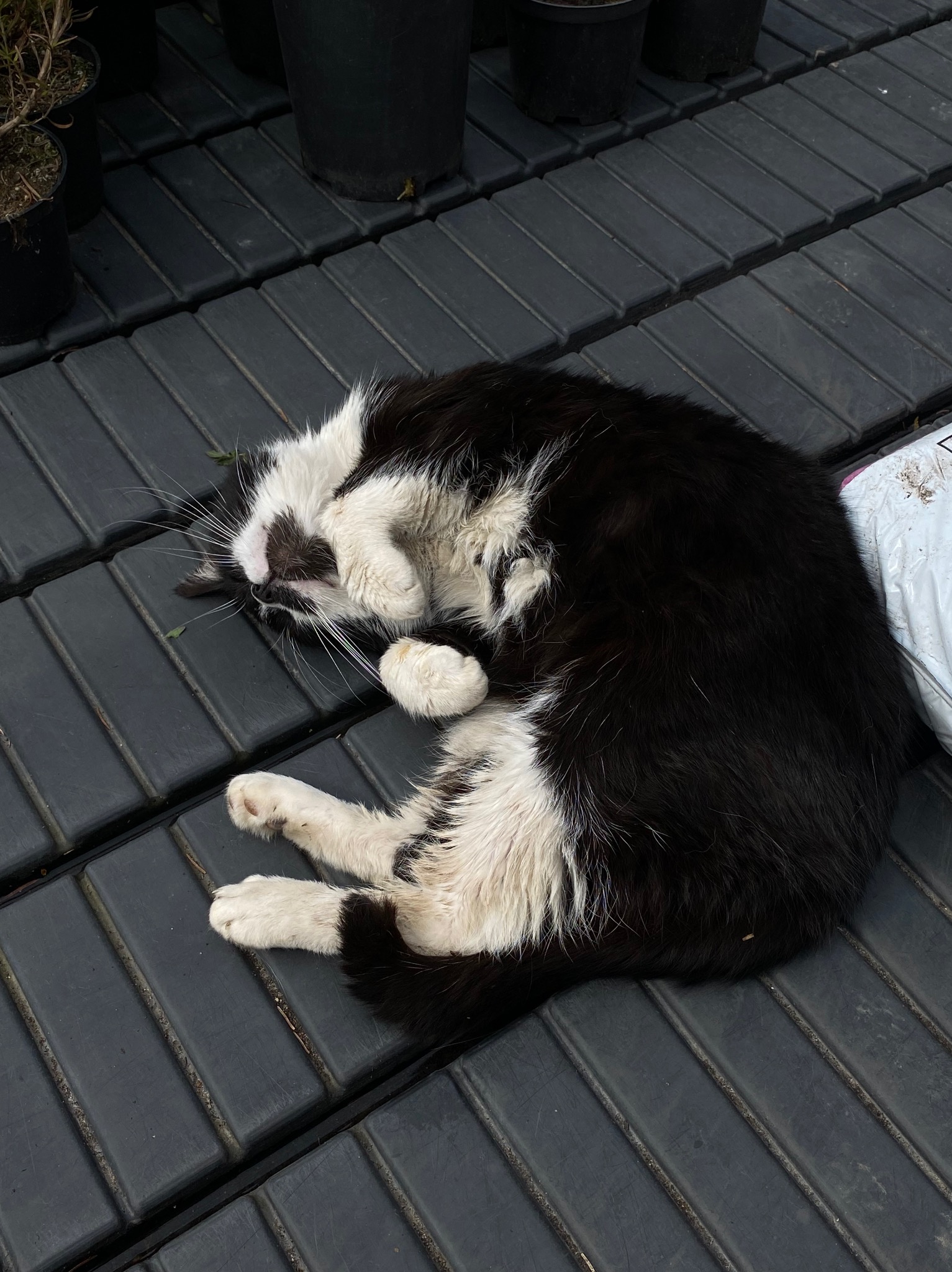 Śpiący czarno-biały kot leży na czarnej, plastikowej podłodze w szklarni, obok stoją doniczki z roślinami i worek z ziemią.