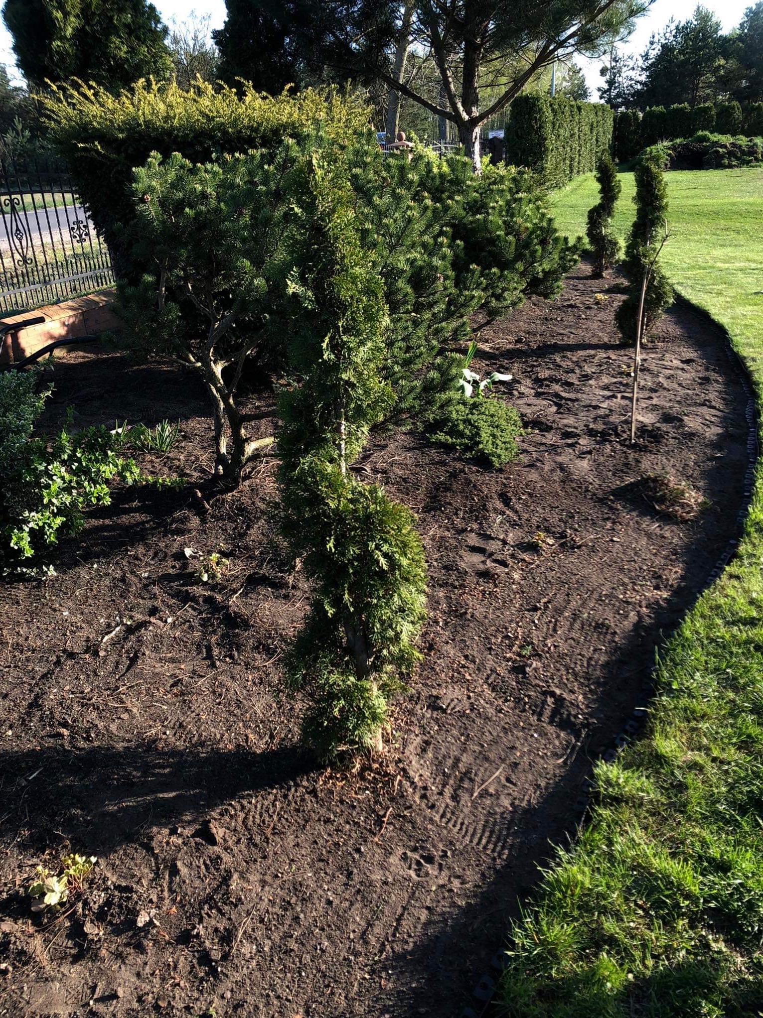 Świeżo posadzone, młode tuje w rzędzie, otoczone ciemną ziemią, z widocznymi śladami opon i krawężnikiem oddzielającym rabatę od trawnika.