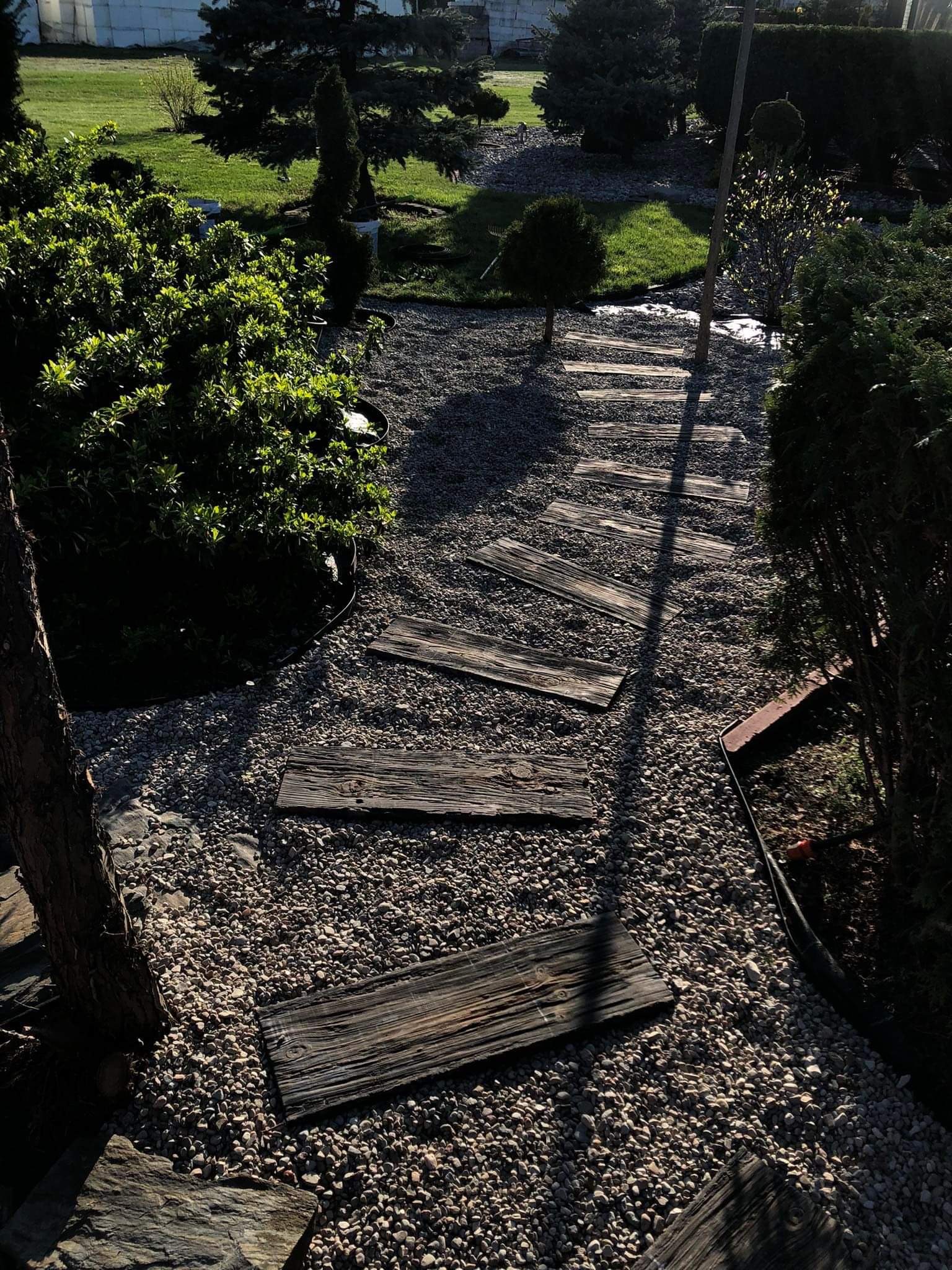 Ścieżka z drewnianych desek ułożona na żwirze w ogrodzie, otoczona zielenią krzewów i drzew iglastych w słoneczny dzień.
