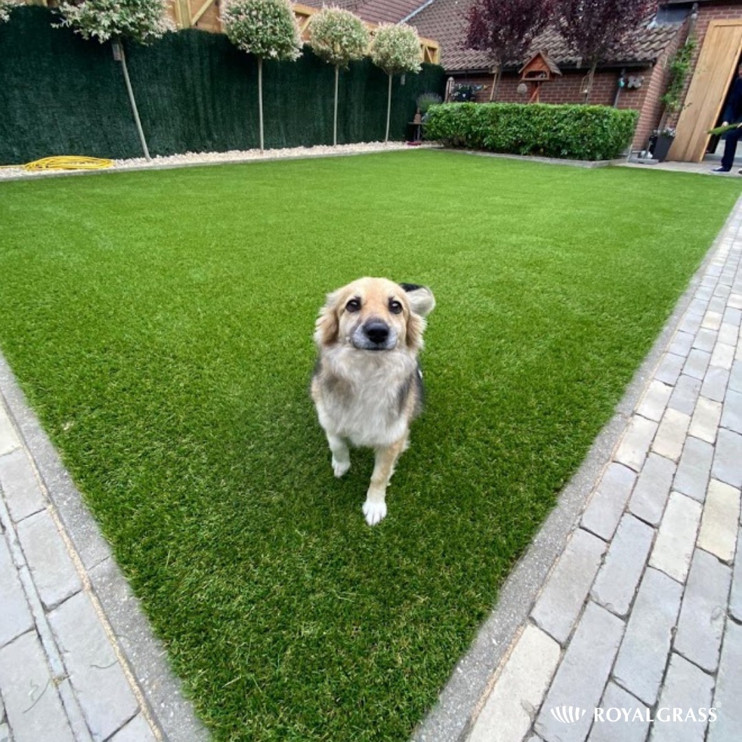 Uśmiechnięty pies na trawniku z syntetycznej trawy, obrzeże z kostki brukowej, w tle żywopłot i drzewa.