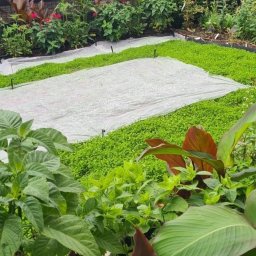 Pielęgnacja ogrodów Wrocław 3