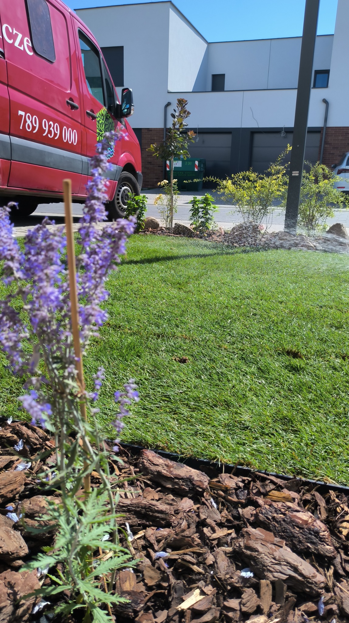 Świeżo założony trawnik z systemem nawadniania w tle, widoczny fragment czerwonego samochodu firmy ogrodniczej i obrzeże rabaty z kory.