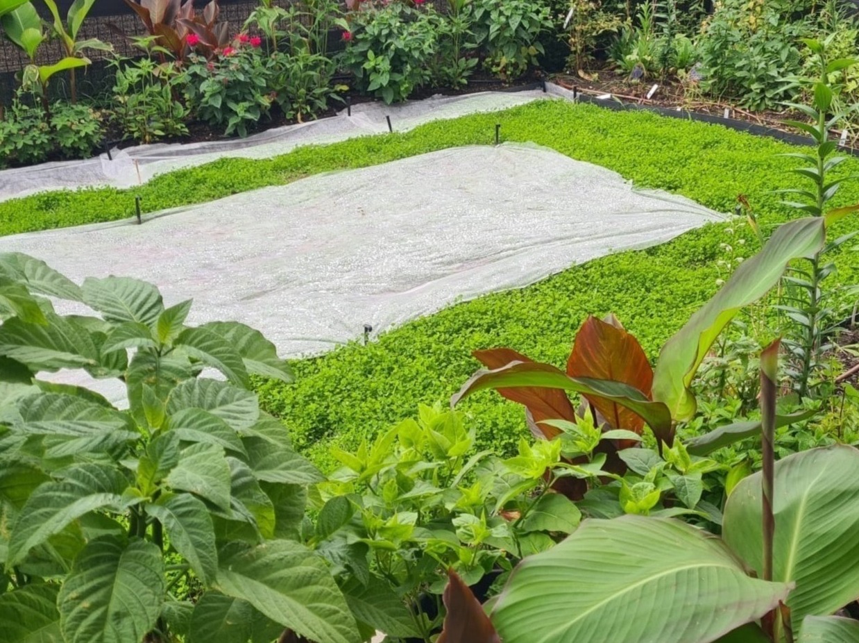 Kwadratowa grządka z gęstą, zieloną roślinnością, częściowo przykryta białą agrowłókniną, widok z perspektywy roślin w pierwszym planie.