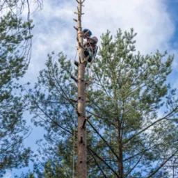 Arborysta w kasku i uprzęży, na wysokości, przycina gałęzie wysokiego drzewa iglastego. W tle błękitne niebo z chmurami i korony innych drzew.