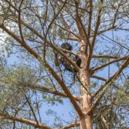 Arborysta w uprzęży, zabezpieczony linami, w koronie sosny podczas prac na wysokości, widok od dołu na tle błękitnego nieba.