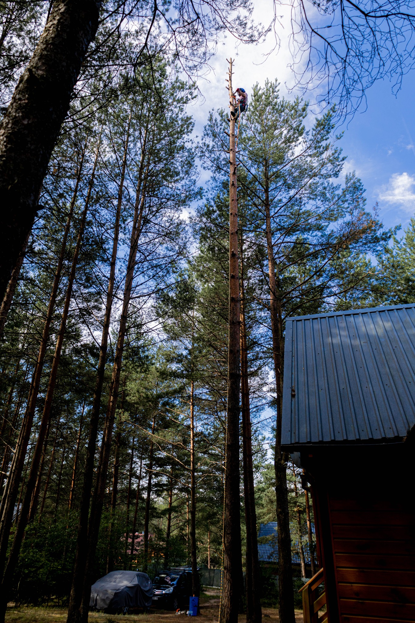 Arborysta na wysokiej sośnie podczas wycinki gałęzi, widok z dołu, obok drewniany domek z blachodachówką, las w tle.