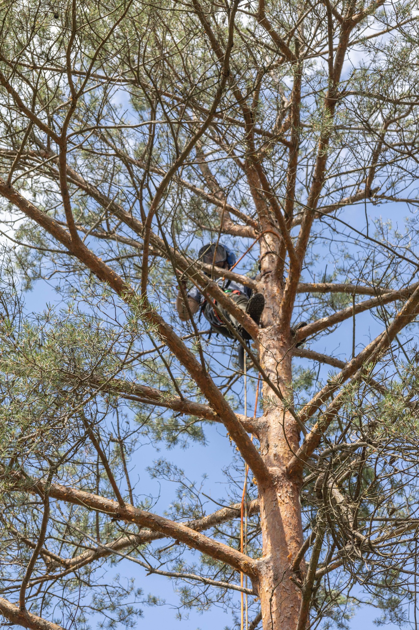 Arborysta w uprzęży, zabezpieczony linami, w koronie sosny podczas prac na wysokości, widok od dołu na tle błękitnego nieba.