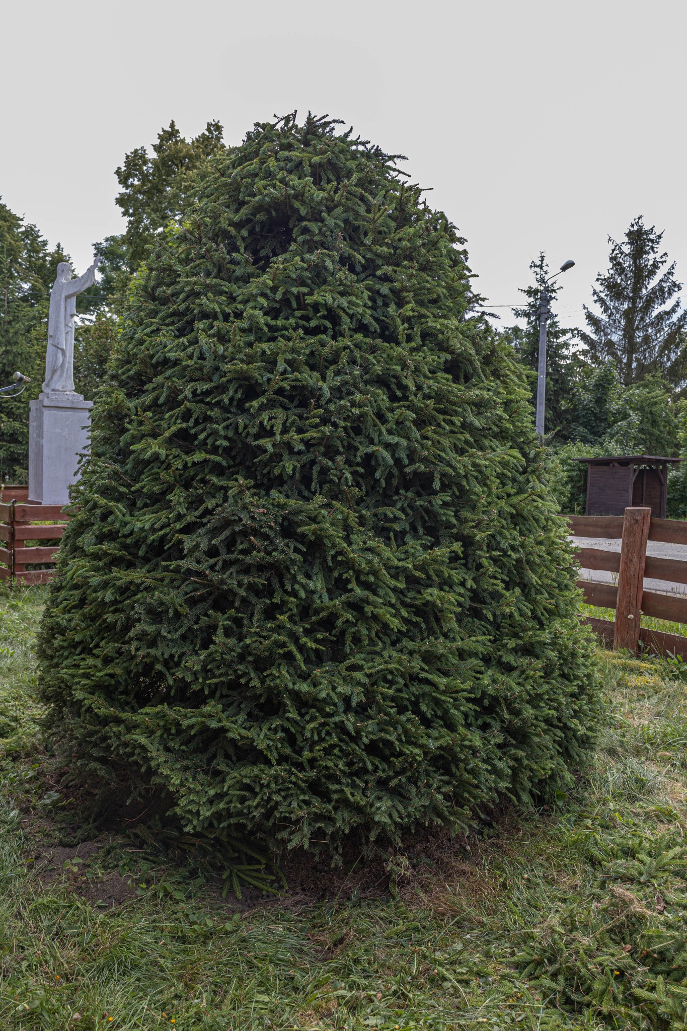 Formowana choinka o gęstych igłach w kształcie stożka, na trawniku z fragmentami ściętej trawy, w tle pomnik i drewniane ogrodzenie.
