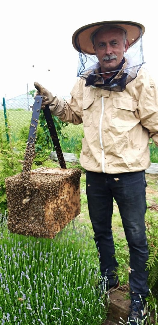 Pszczelarz w ochronnym stroju trzymający rójkę pszczół w drewnianej skrzynce z metalowym uchwytem, na tle kwitnącej lawendy i zieleni.