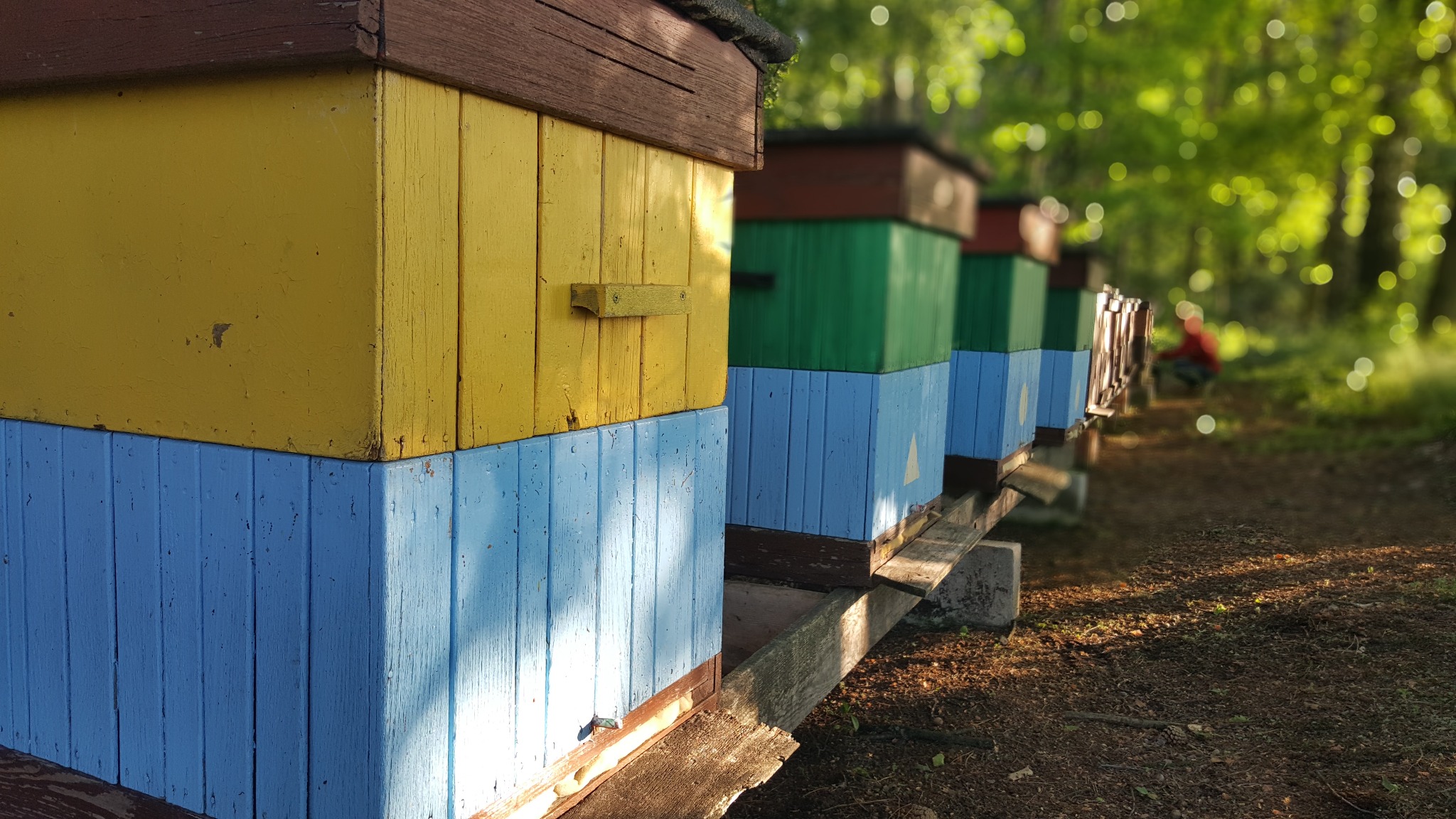 Rząd kolorowych uli (żółty, zielony, brązowy) z niebieskimi podstawami, ustawionych na drewnianej konstrukcji w zalesionym terenie; w tle postać w czerwonej bluzie przy pracy.