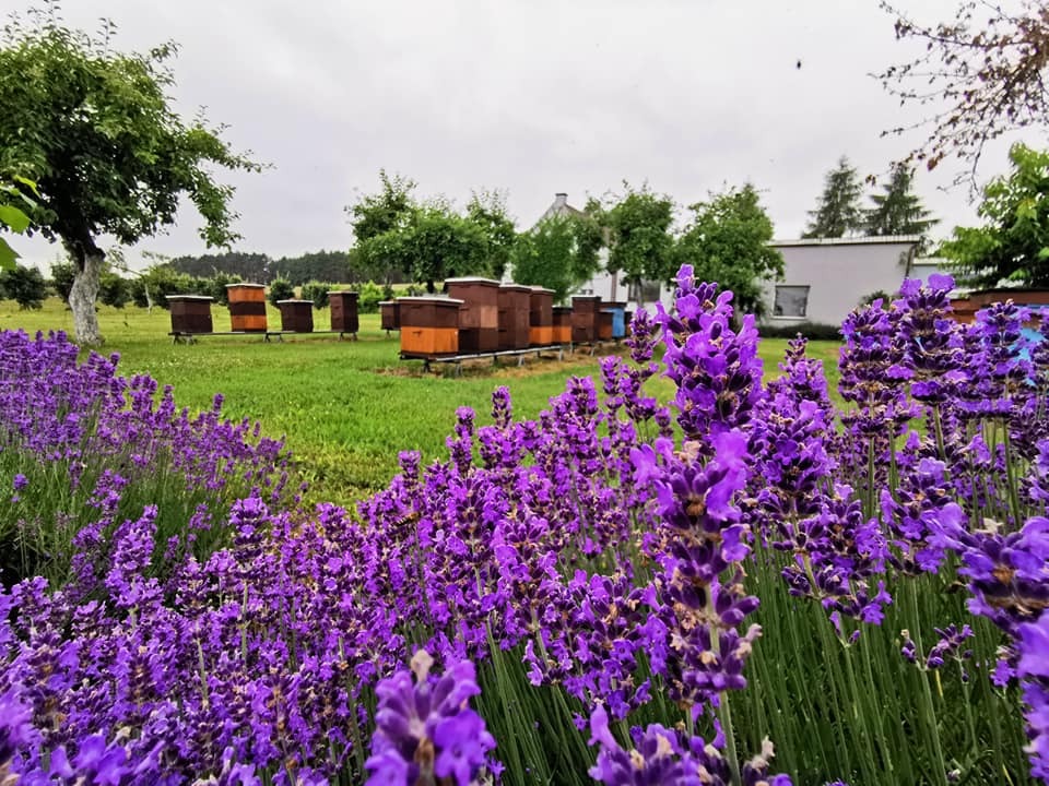 Ule na zielonej łące z kwitnącą lawendą na pierwszym planie, w tle budynek gospodarczy.