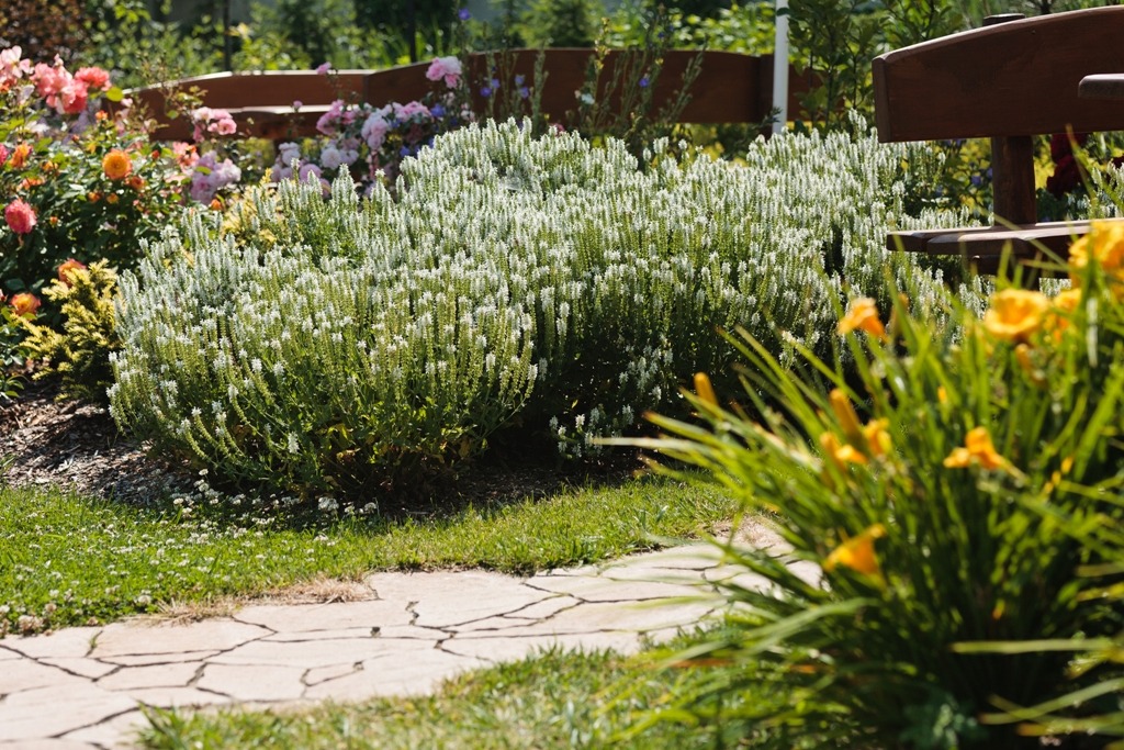 Kwitnący ogród z bujnymi krzewami białych kwiatów, kolorowymi różami w tle i ścieżką z nieregularnych kamieni