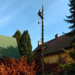 PHU Forest Andrzej Ginalski - Arborysta w uprzęży, w trakcie wycinki wysokiego, ogołoconego drzewa z użyciem piły spalinowej, z widocznymi budynkami mieszkalnymi w tle.