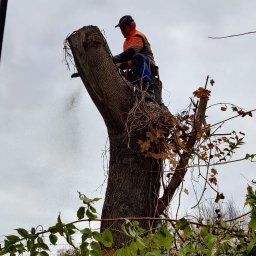 PHU Forest Andrzej Ginalski - Arborysta w pomarańczowej kurtce, z pilarką spalinową, tnie pień drzewa z pozostałościami gałęzi, w tle pochmurne niebo.