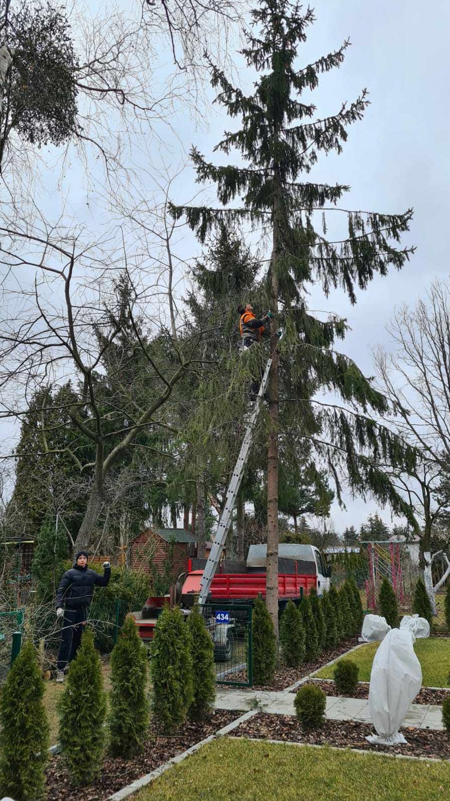 Pracownik w pomarańczowej kamizelce na drabinie przy wysokiej sośnie podczas przycinania gałęzi, na dole drugi pracownik w czarnej kurtce, w tle czerwona ciężarówka i zadbany trawnik.