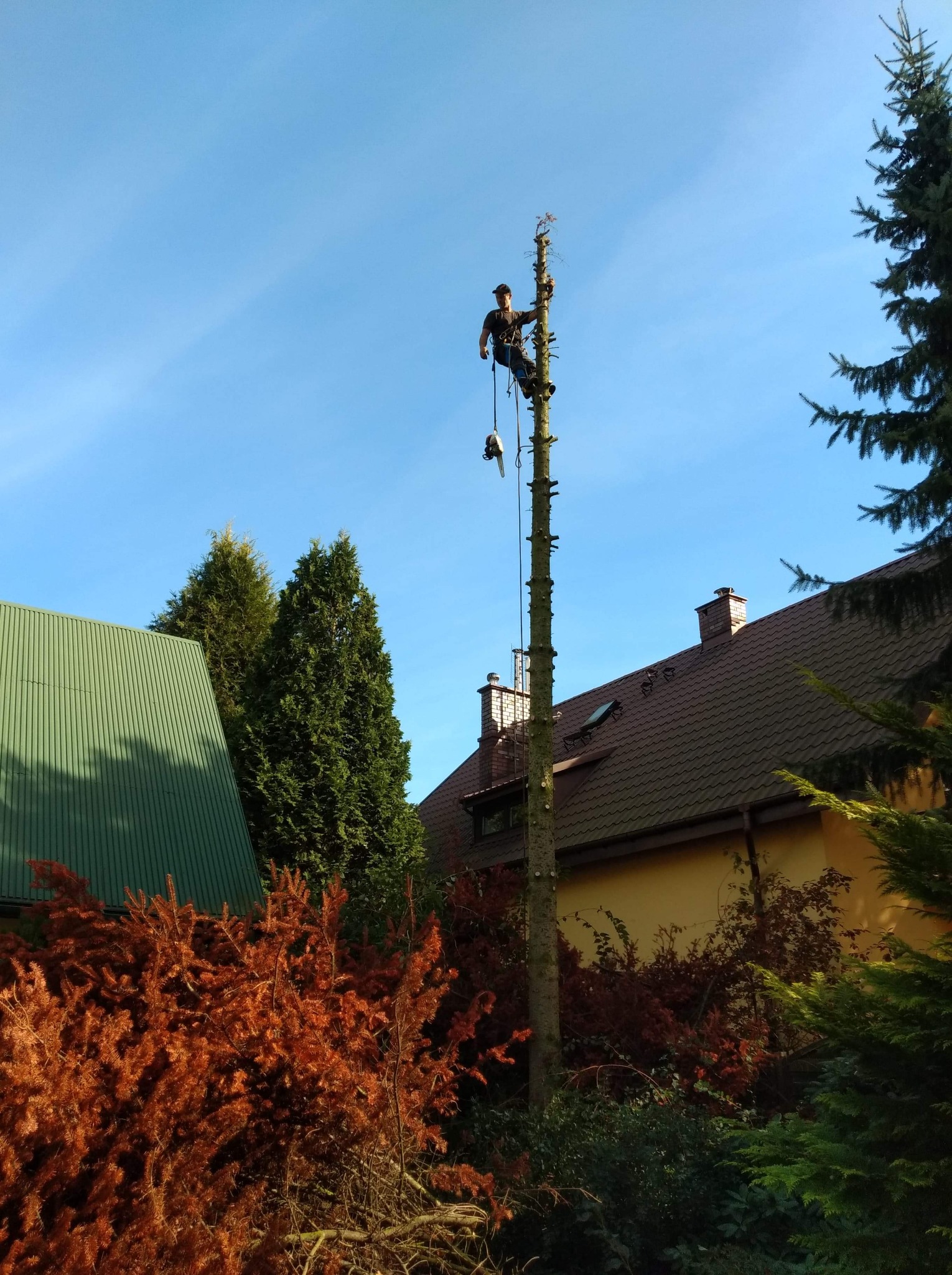 Arborysta w uprzęży, w trakcie wycinki wysokiego, ogołoconego drzewa z użyciem piły spalinowej, z widocznymi budynkami mieszkalnymi w tle.