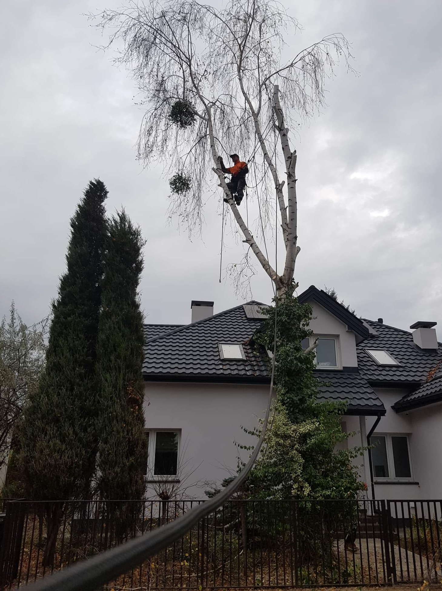 Arborysta w pomarańczowej kurtce przy pracy na wysokości, przycina gałęzie brzozy z jemiołą, na tle domu z ciemną dachówką w pochmurny dzień.