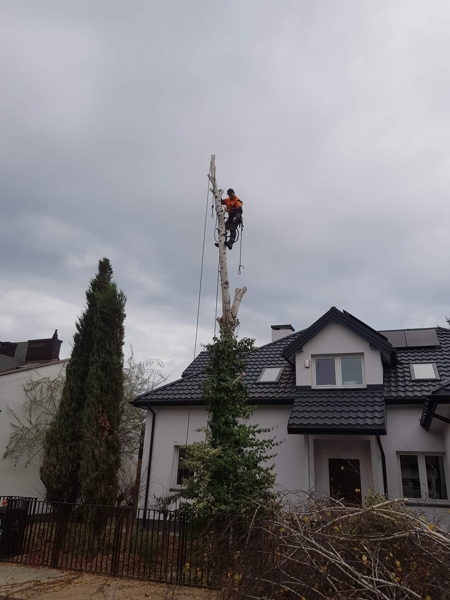 Arborysta w pomarańczowej kurtce, zabezpieczony linami, przycina wysoki pień brzozy na tle domu z ciemną dachówką i pochmurnego nieba. Ścięte gałęzie leżą u podnóża pnia.
