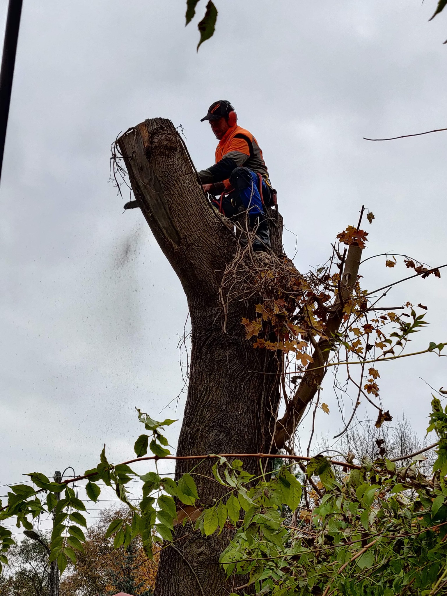 Arborysta w pomarańczowej kurtce, z pilarką spalinową, tnie pień drzewa z pozostałościami gałęzi, w tle pochmurne niebo.