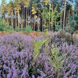 Grzegorz Ostarek Ogrody - Sadzenie Roślin Klon