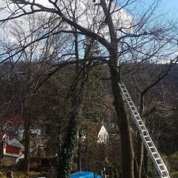 Wycinka drzew Jelenia Góra 4