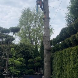 Maciej Foitzik - usługi alpinistyczne i ogrodnictwo - Arborysta w kasku i uprzęży, zabezpieczony linami, w trakcie usuwania górnej części pnia drzewa w ogrodzie; na ziemi rozłożona plandeka i narzędzia.