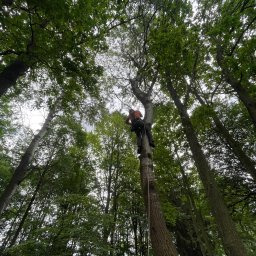 Maciej Foitzik - usługi alpinistyczne i ogrodnictwo - Widok z dołu na mężczyznę w uprzęży, wspinającego się po wysokim drzewie w lesie, z liną zabezpieczającą i gęstymi zielonymi liśćmi tworzącymi baldachim.