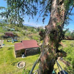 Maciej Foitzik - usługi alpinistyczne i ogrodnictwo - Widok z góry na drzewo iglaste z widocznymi śladami cięcia gałęzi, zabezpieczone linami, z perspektywy osoby wykonującej prace na wysokości, w tle zabudowania gospodarcze i zieleń.