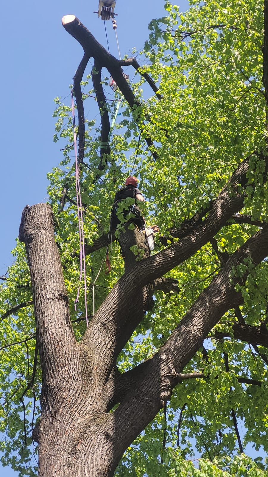 Arborysta w kasku i uprzęży, z piłą łańcuchową, w trakcie pracy na drzewie w Jeleniej Górze, z widocznym systemem linowym i obciętymi gałęziami.