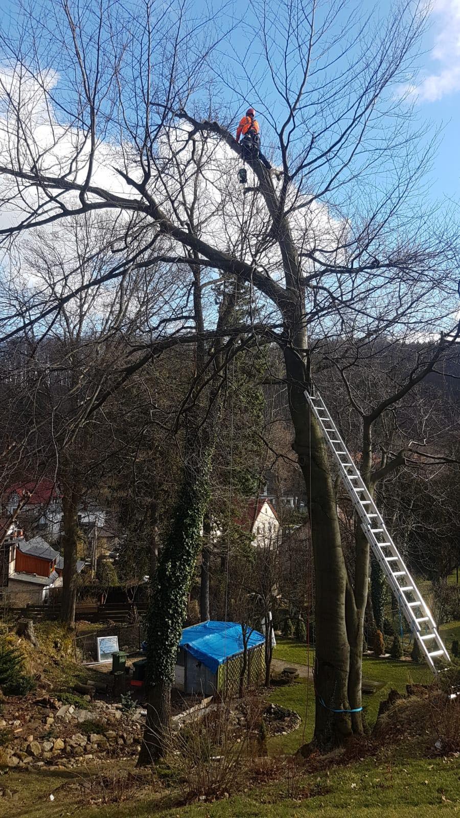 Arborysta w pomarańczowym kombinezonie siedzi na gałęzi wysokiego drzewa bez liści, zabezpieczony linami, z piłą spalinową u boku. Do pnia oparta długa aluminiowa drabina. W tle domy i błękitne...