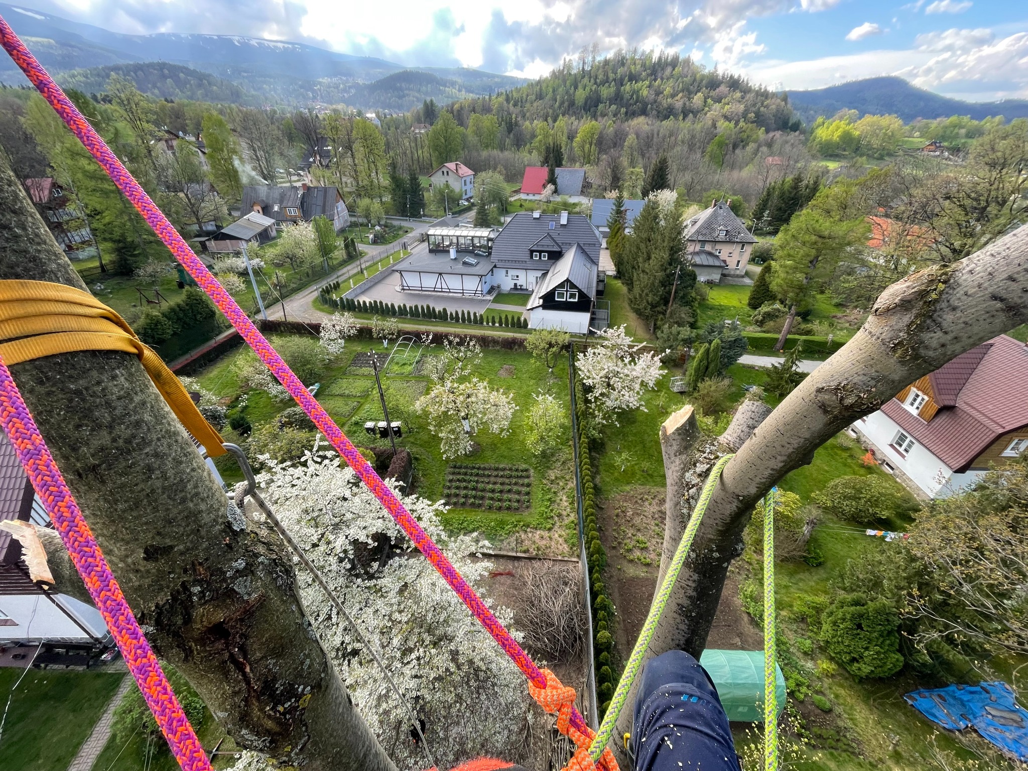 Widok z góry z drzewa na wiejski krajobraz z domami, ogrodami i zalesionymi wzgórzami w tle, z linami zabezpieczającymi przymocowanymi do pnia i gałęzi drzewa.