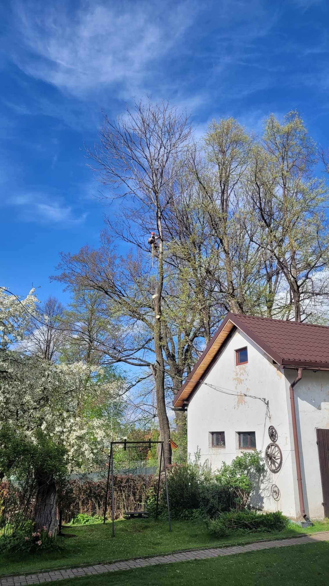 Arborysta na linie podczas redukcji korony wysokiego drzewa w ogrodzie, widoczne świeże cięcia, na drugim planie biały budynek gospodarczy z dekoracjami z drewnianych kół.
