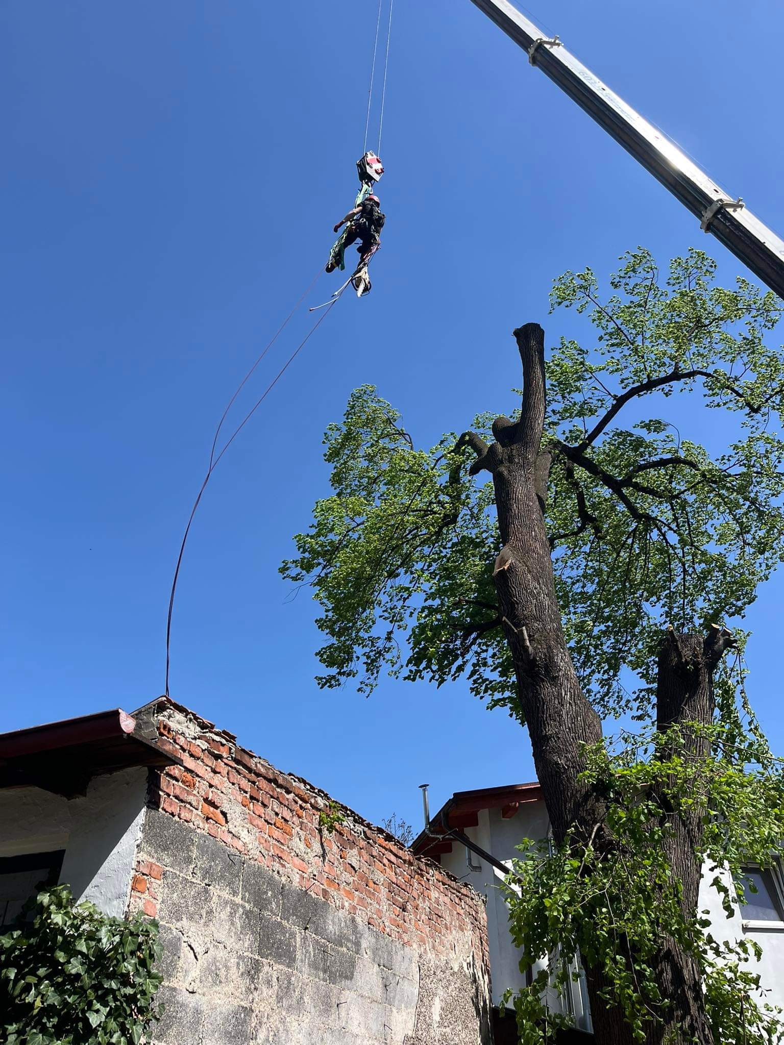 Arborysta zawieszony na linie z dźwigu, obok częściowo ogołoconego drzewa i starego, ceglanego budynku w słoneczny dzień.